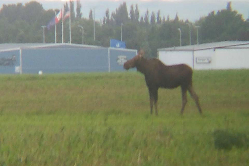 See A Young Moose Causing A Lot Of Attention at the Bismarck Airport
