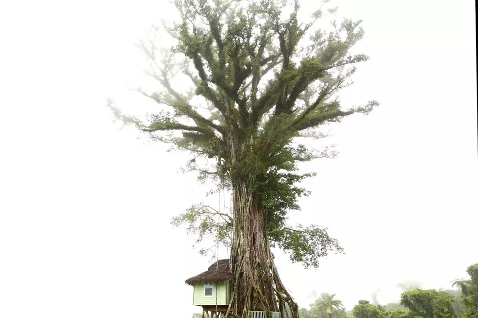 Tree House Heist