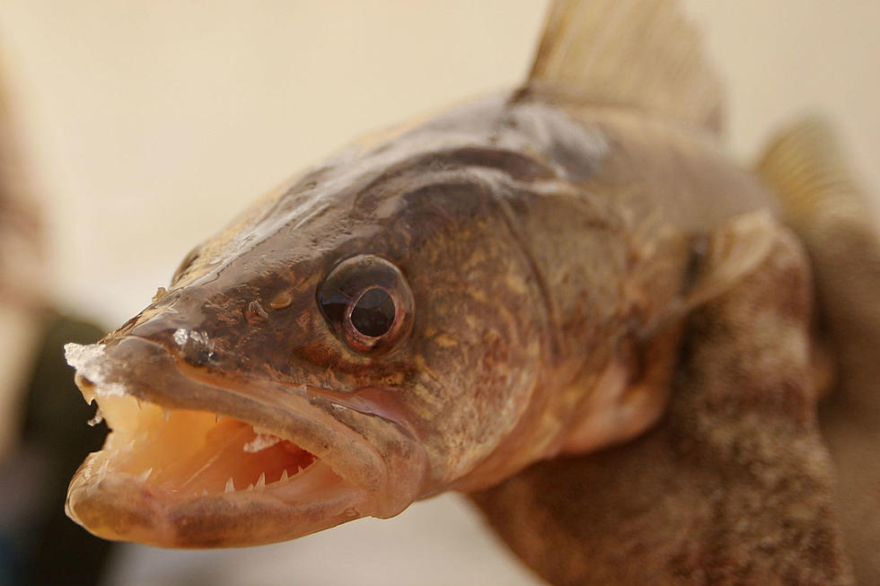 Walleye Not One 'For the Books'