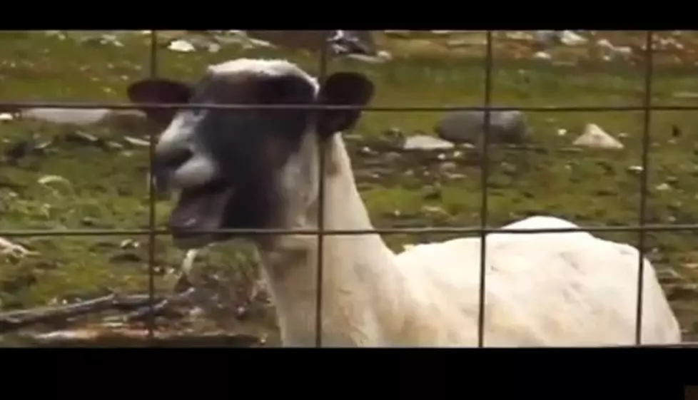 What Do Taylor Swift and this Goat Have in Common