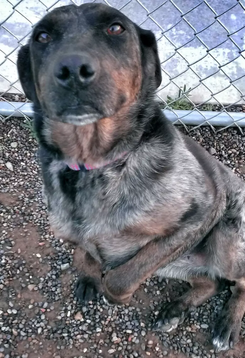 Mesa County Animal Services Adoptable Pet of The Week (5/1)