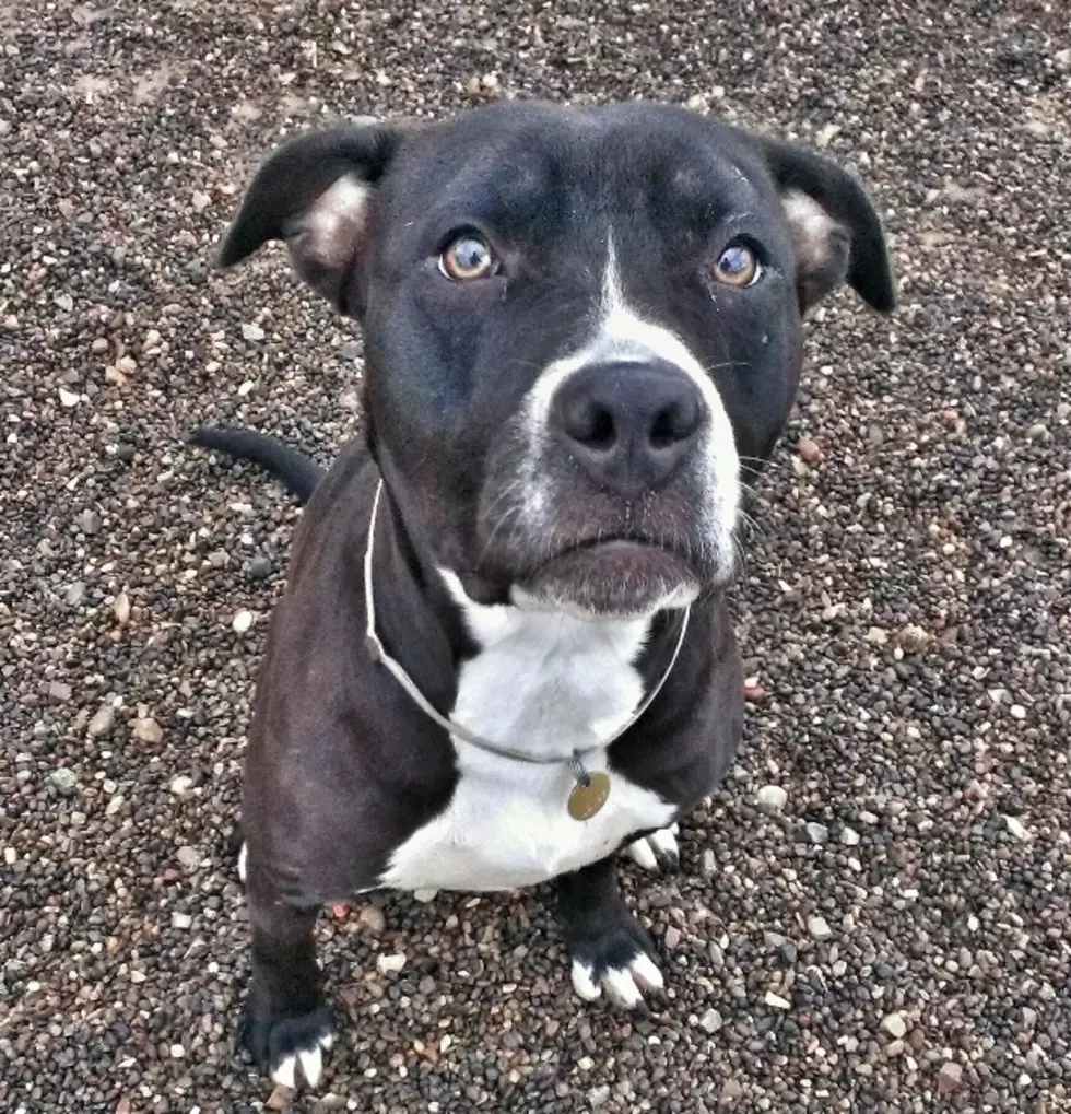 Mesa County Animal Services Adoptable Pet of The Week (5/8)