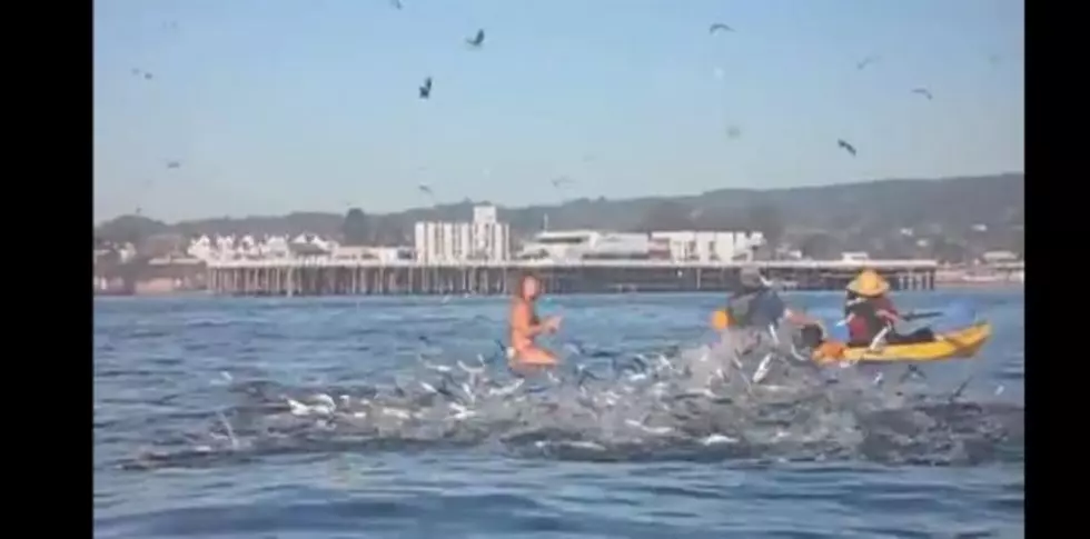 Whale Appears from Nowhere + Almost Swallows Surfer [VIDEO]