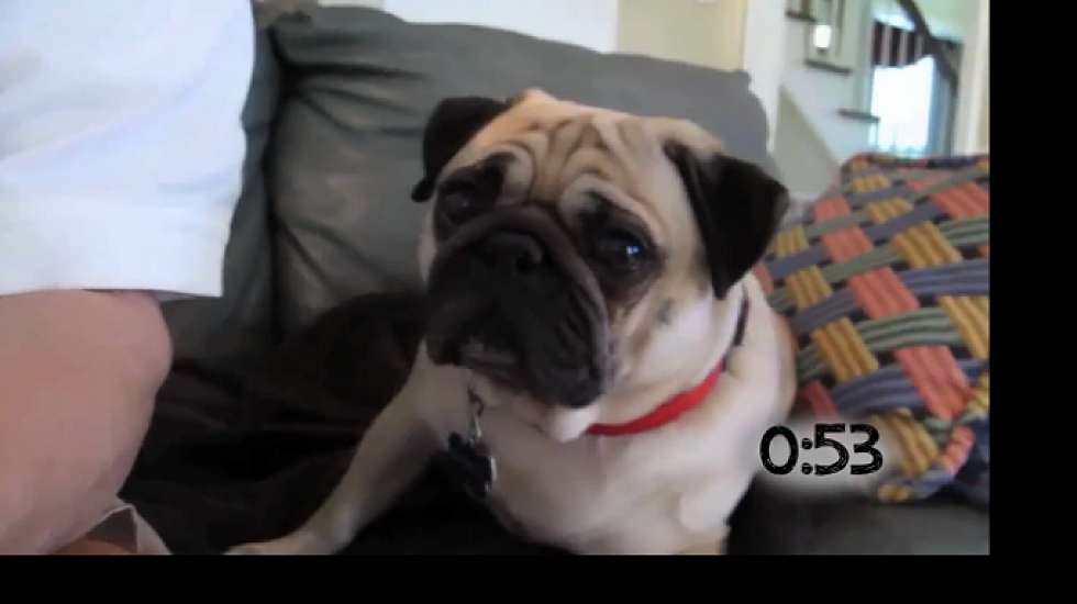 Watch These Pugs Just Bein&#8217; Pugs &#8212; Daily Distraction