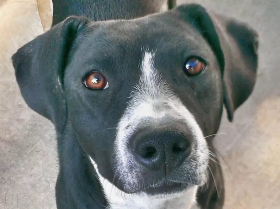 Mesa County Animal Services Adoptable Pet of The Week