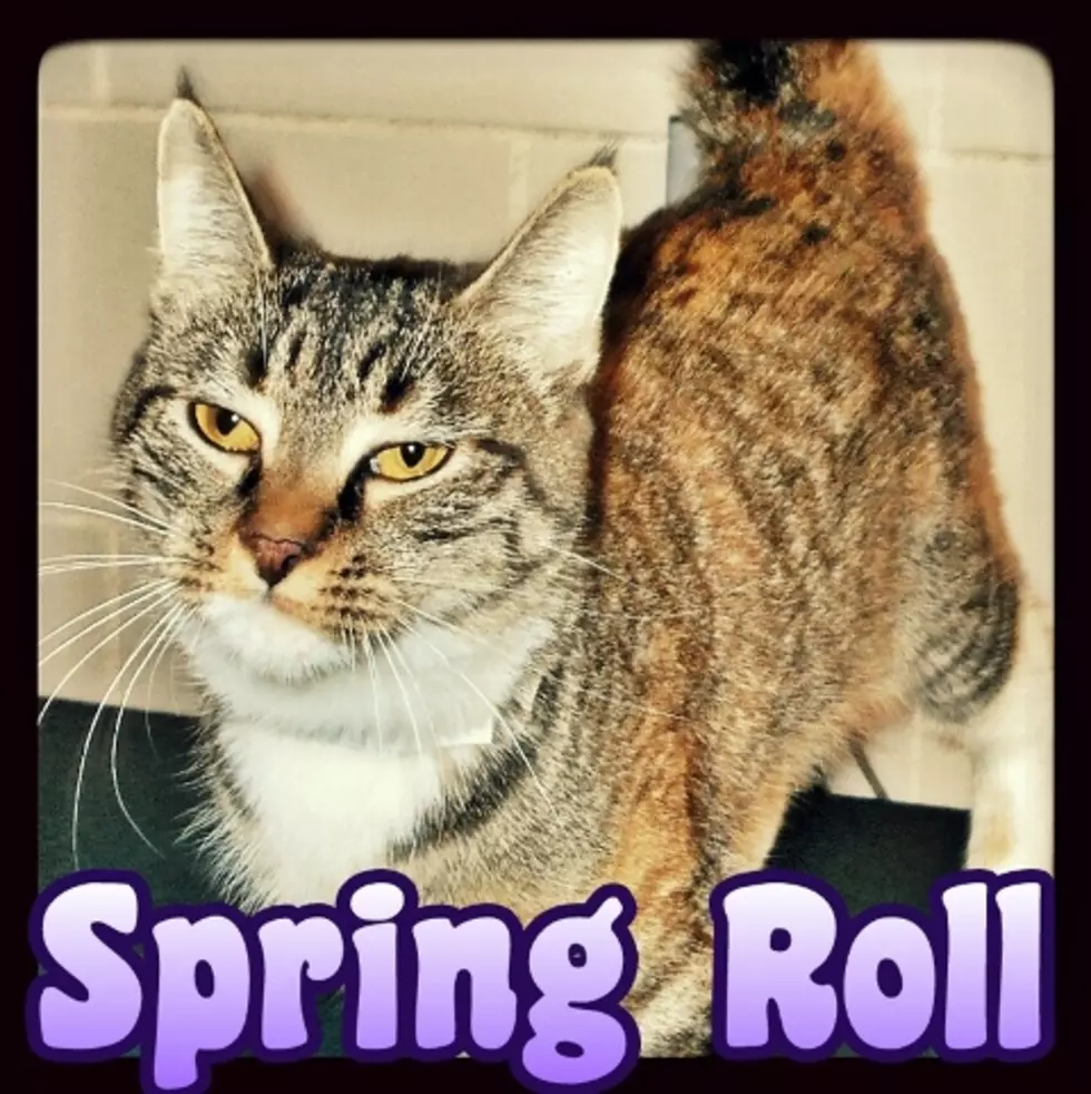 Spring Roll Needs a Furever Home, Won’t You Adopt Her