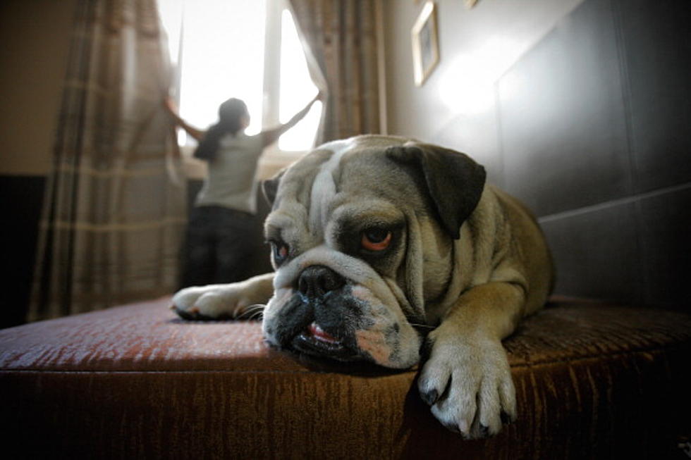 Top Ways Our Pets Cause $440 in Damage a Year
