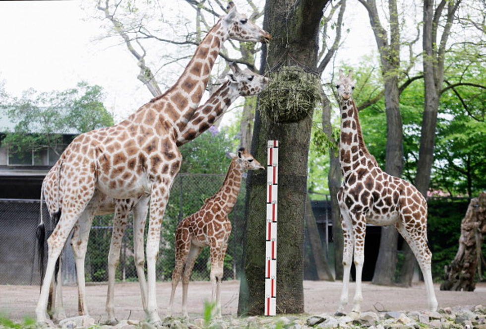 Copenhagen Zoo Kills Healthy Giraffe Feeds it to Lions While Patrons Watch! [POLL]