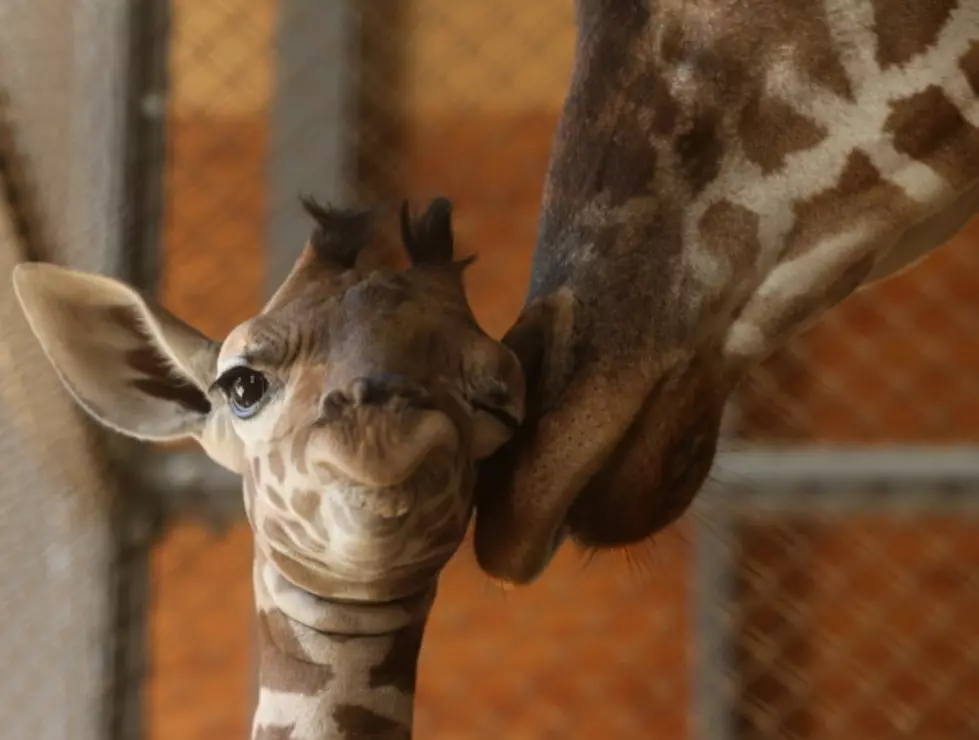 Zoo Wants You To Help Name Baby Giraffe