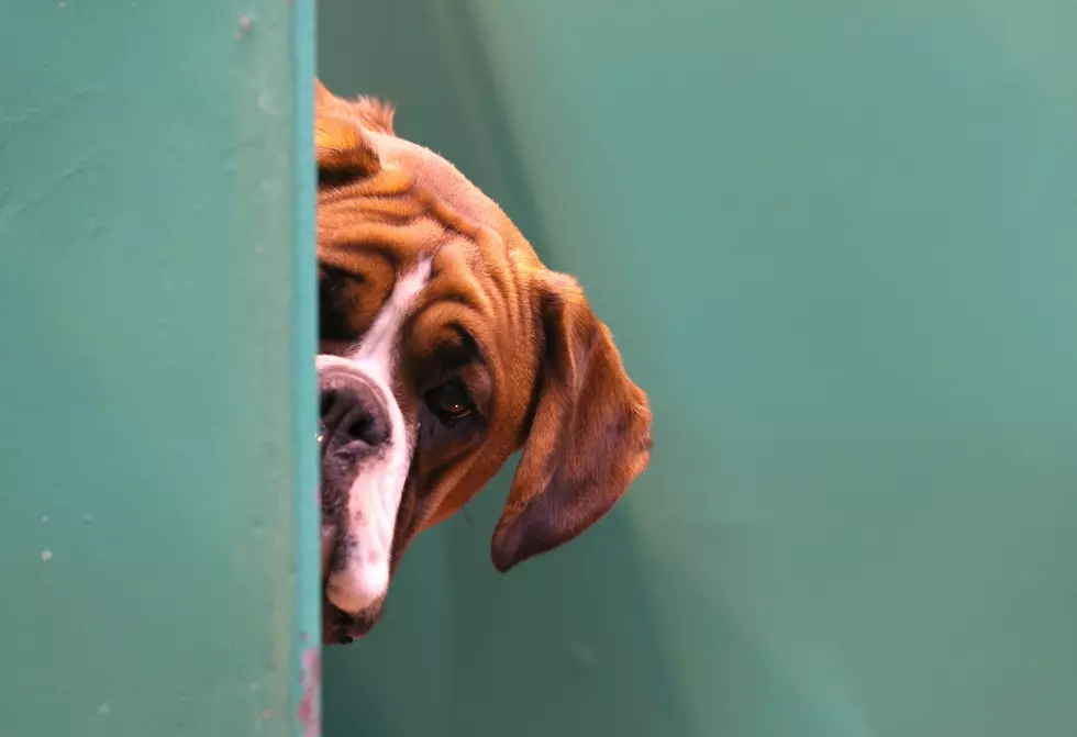 Colorado Dog Brings Hose Inside, Hilarity Ensues