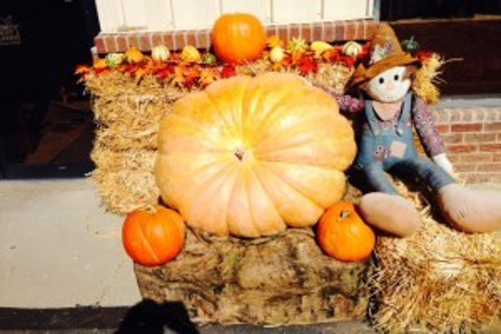 The Western Slopes Heaviest Pumpkin Contest, Check out the Competition [PHOTOS]