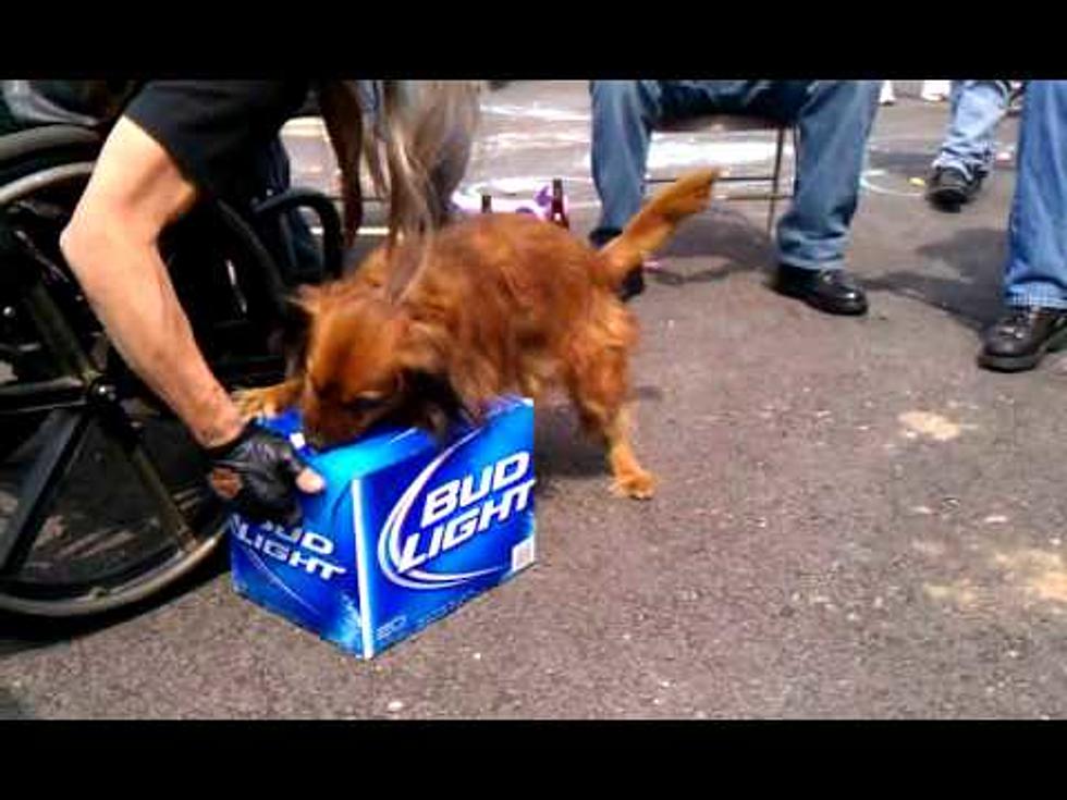 A dog and his...Beer?