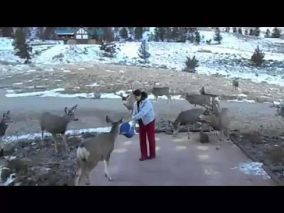 Is This Illegal? Amazing Video of Woman Feeding a Herd of Deer