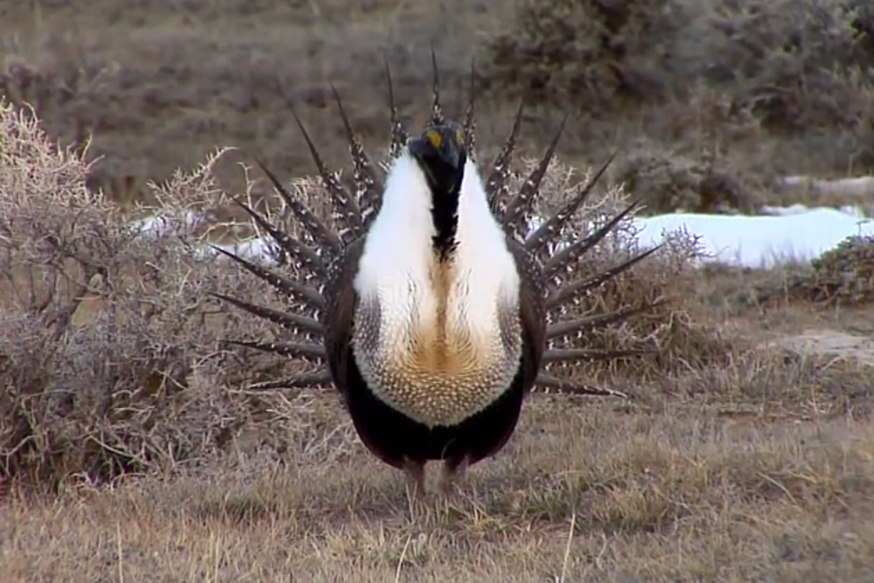 Colorado’s Gunnison Sage Grouse to Receive Federal Protection