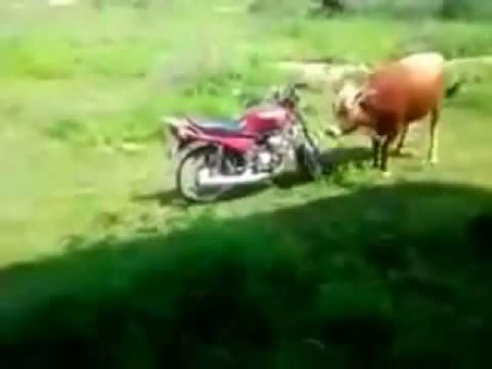 Bull Tries To Lay Moves On Motorcycle &#8211; Motorcycle Not Interested [VIDEO]