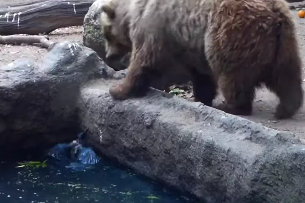 Ferocious Bear Saves Bird From Drowning [VIDEO]
