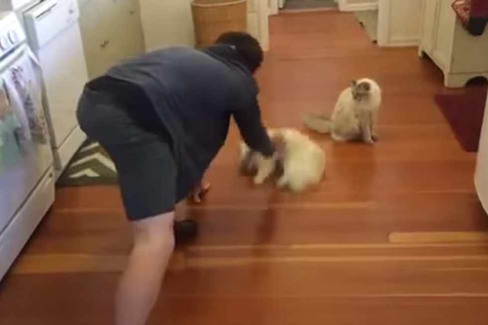 This Ragdoll Cat Sliding Across the Floor Will Dust Off Your Funny Bone [VIDEO]