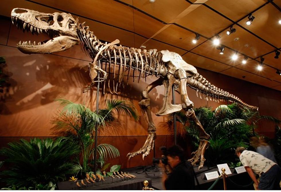 Mesa County Library Presents: Dinosaur Fossils, Hear Their Stories