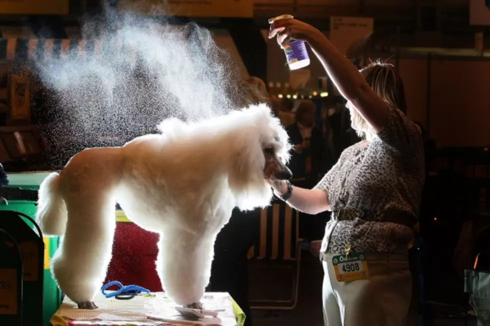 Who is Grand Junction&#8217;s Best Dog Groomer? [POLL]
