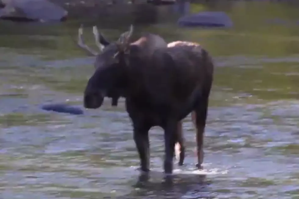 Moose Takes a Stroll Down the Animas River in Durango