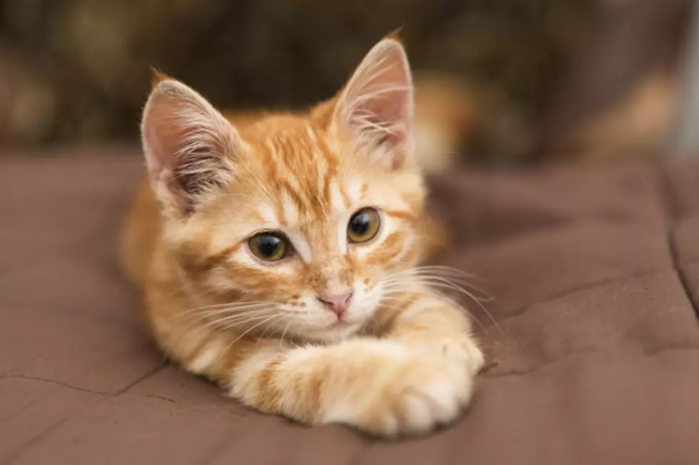 Colorado Gets ‘Kitten Deliveries’ by Uber for National Cat Day