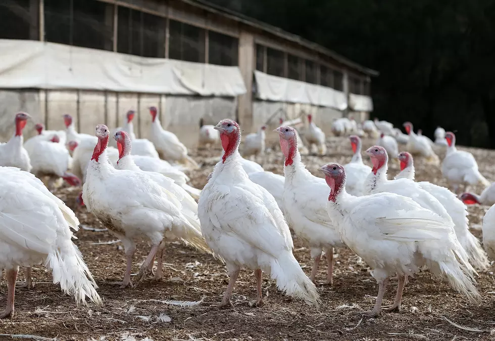 Colorado&#8217;s Fall Turkey Hunting Applications Due Soon