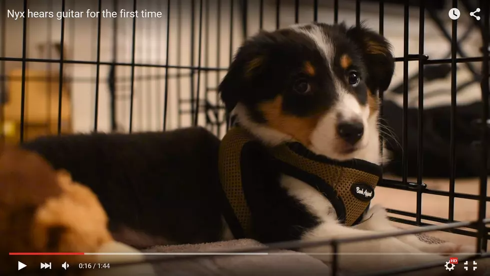 Puppy Hears Guitar For The First Time