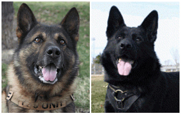 Have You Met Grand Junction&#8217;s K9 Police Dogs?