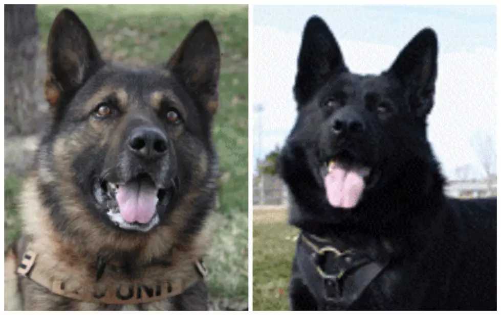 Have You Met Grand Junction’s K9 Police Dogs?
