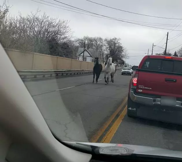 A Couple Horses Take a Stroll on Patterson in Grand Junction