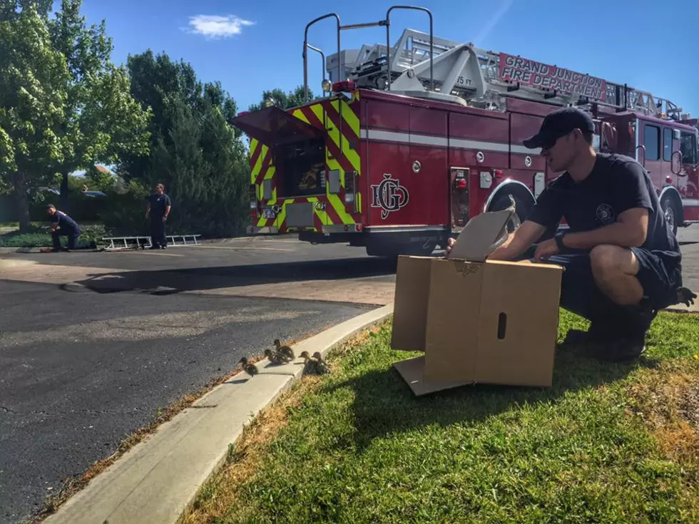 Grand Junction Fire Department Rescues Family of Ducks