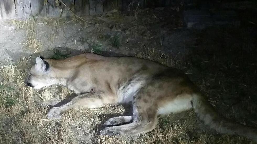 Mountain Lion Takes a Stroll Around Grand Junction