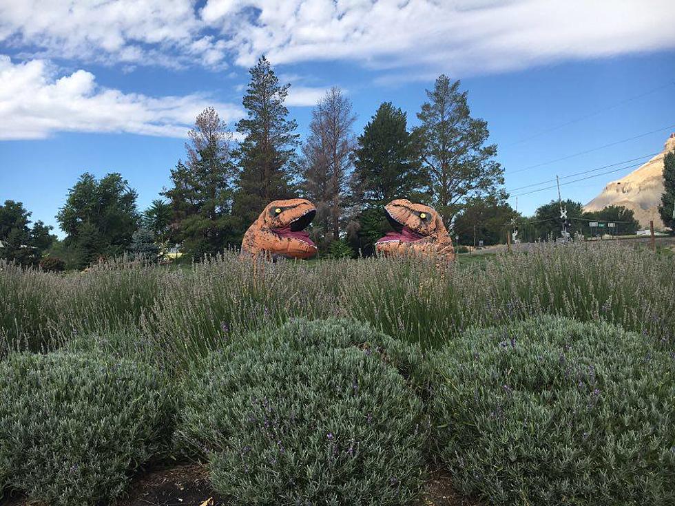 Facebook Celebrity Ralph The Rex Visits Grand Junction