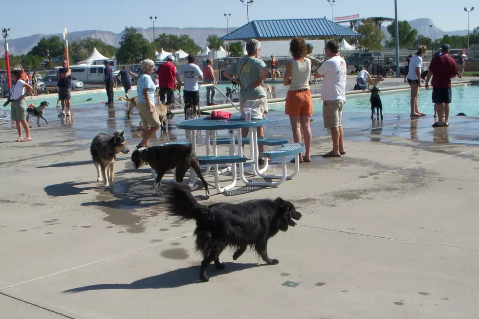 Take Your Dog for a Dip at a Public Pool During ‘Dog Days’