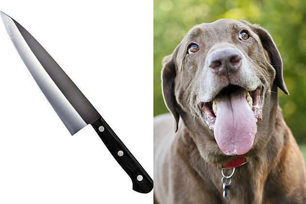 Colorado Dog Stabs Owner with Knife