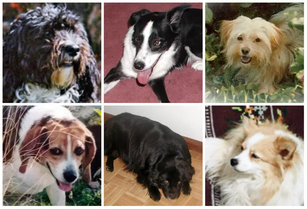 Celebrating &#8216;Pet Day&#8217; With 40 Years of Family Pets