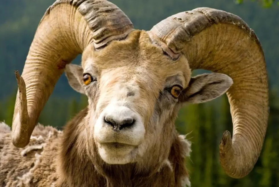 Big Horn Sheep Breaks Into Glenwood Springs Business