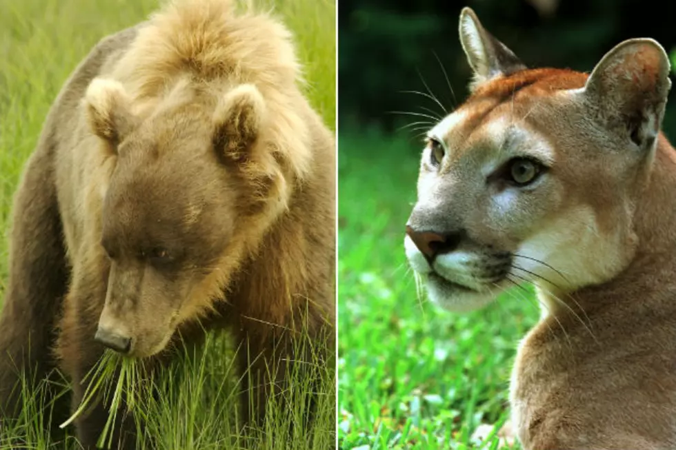 Colorado Parks & Wildlife Set to Kill Bears + Cougars, Humans Next?