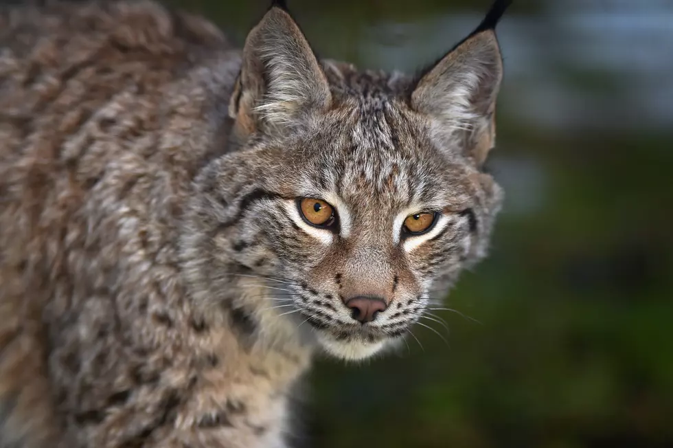 Rare Lynx Spotted on Slopes of Durango Ski Resort