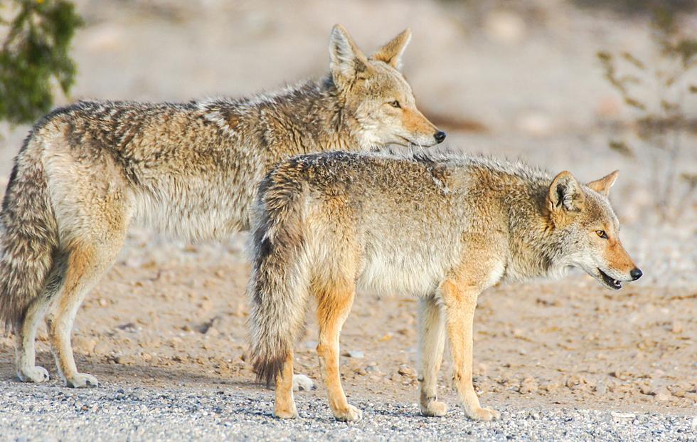 Woman With Prosthetic Leg Tries To Save Puppy From Coyote