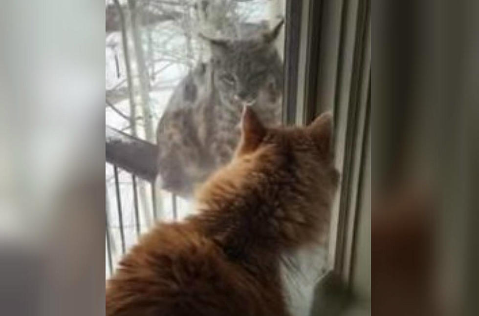 House Cat in Telluride Stands Up to Bobcat