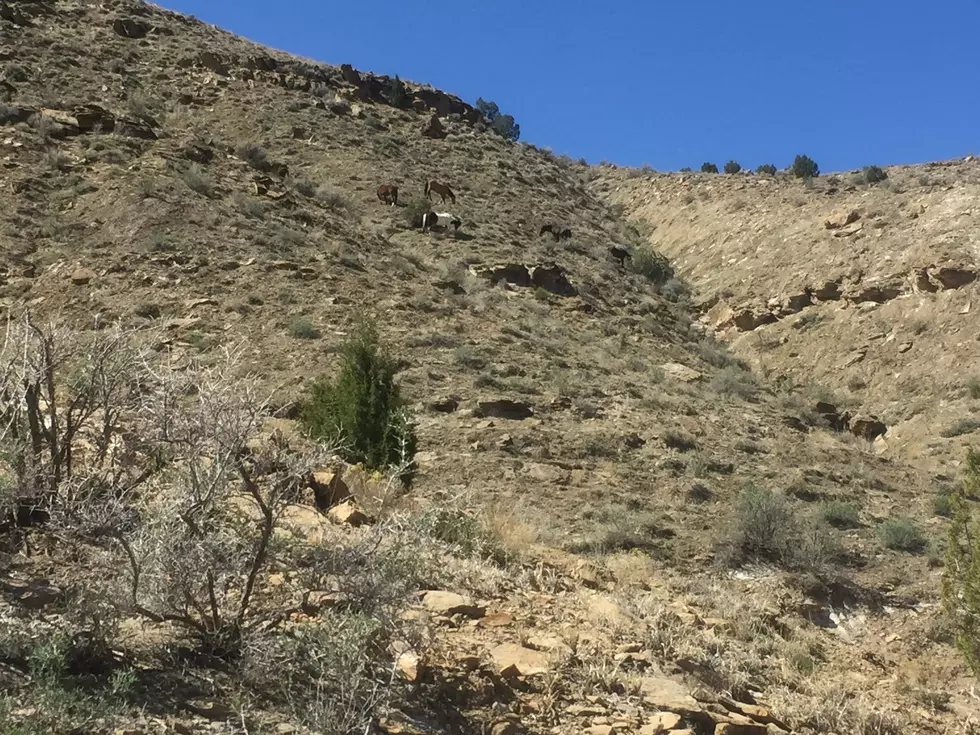 Hiking Little Bookcliffs Wild Horse Area Lives Up to Its Name