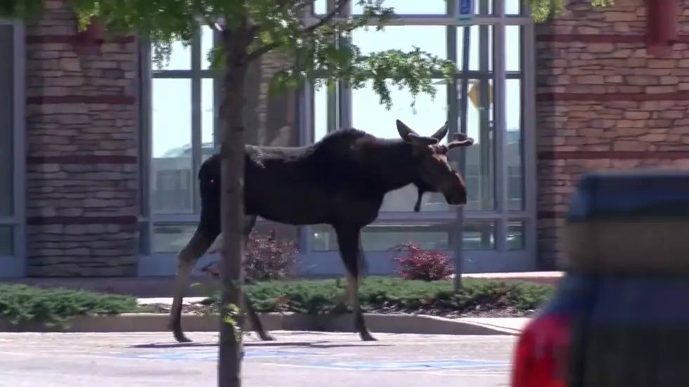 Moose Goes Shopping at Mall in Broomfield Colorado