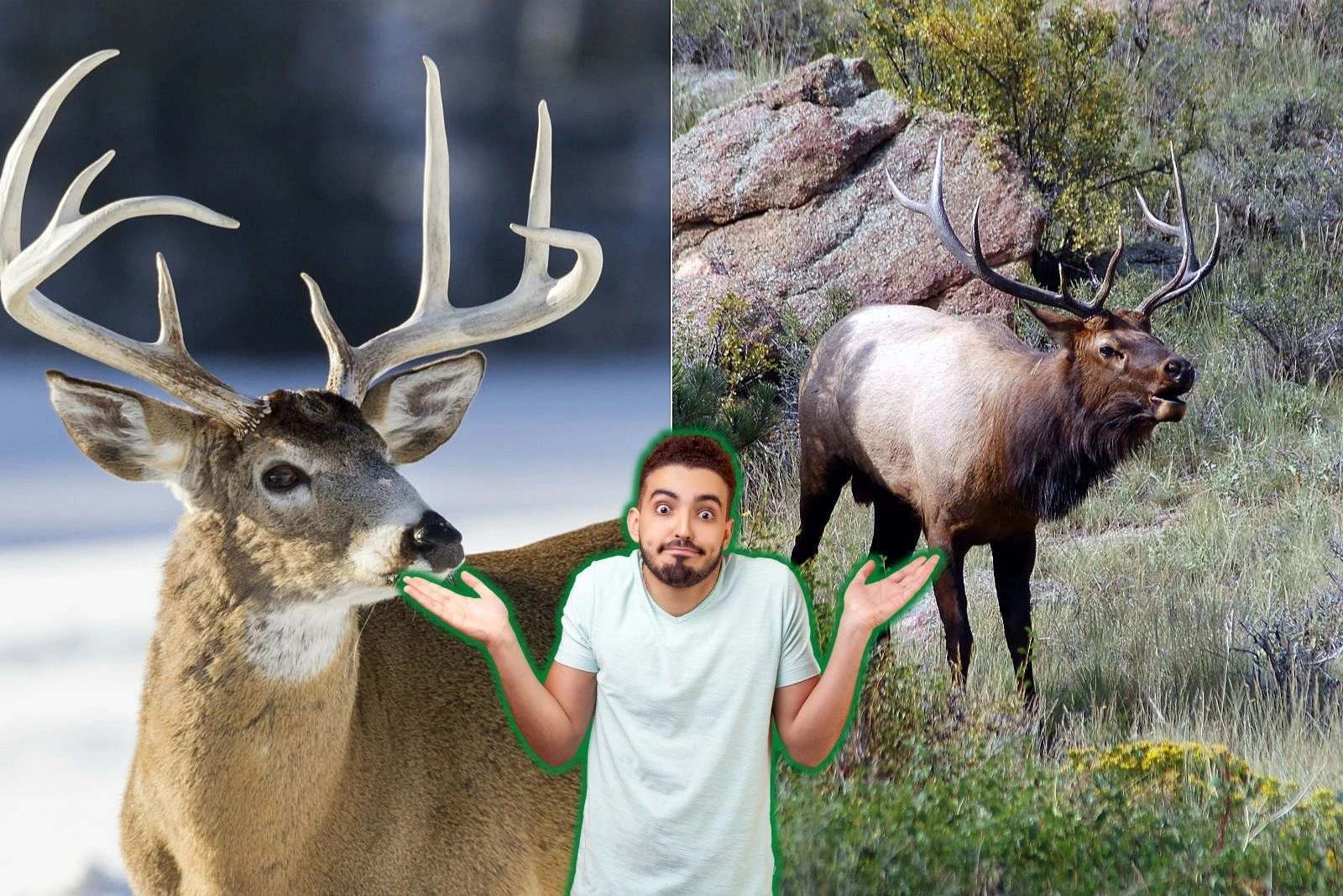 mule deer vs elk
