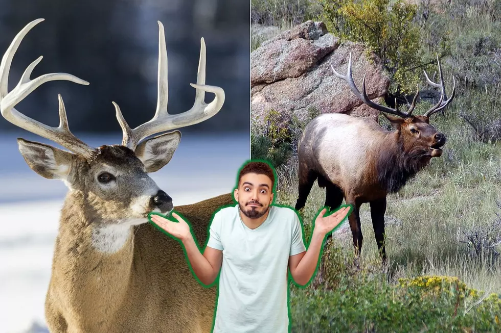 At What Elevation Do Deer Turn Into Elk in Colorado?