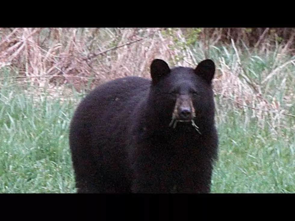 Colorado Officials Have Killed 34 Bears This Summer