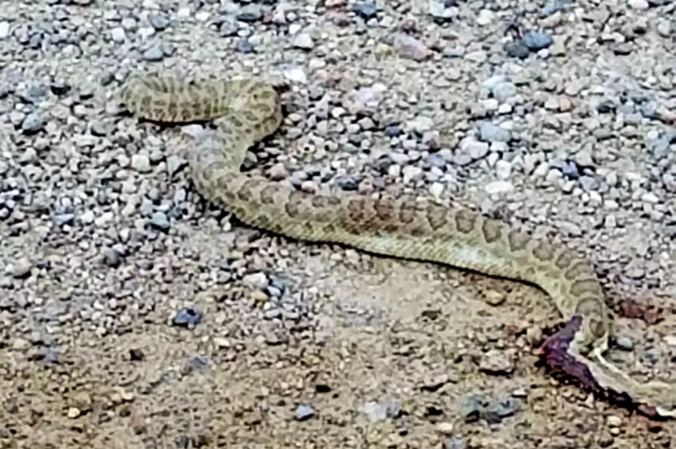 Western Colorado Social Media Snake Pics