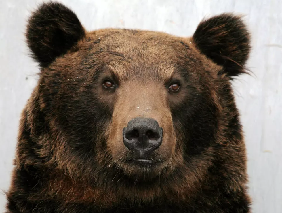 Be Aware: More Bears Seen in Colorado Neighborhoods