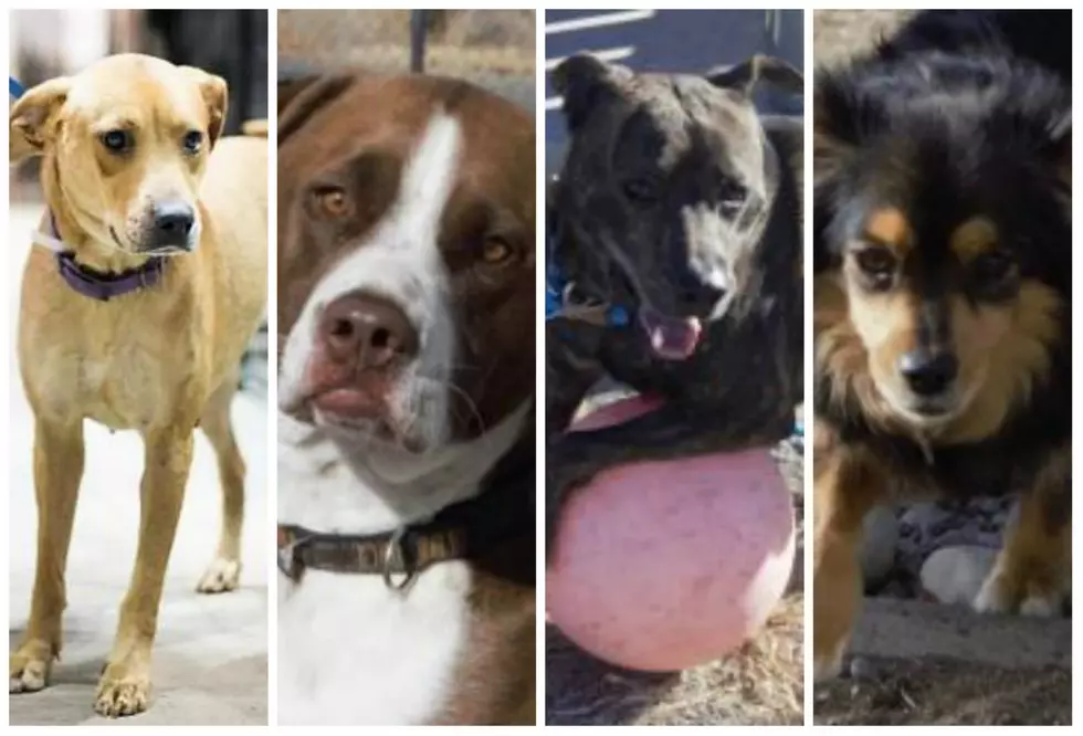 Meet Four Grand Junction Dogs Whose 2018 Got Off to a Worse Start Than Yours