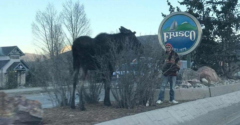 CPW Looking for Man Who Harassed Moose in Frisco